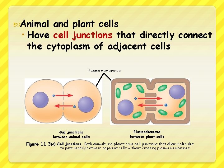  Animal and plant cells Have cell junctions that directly connect the cytoplasm of