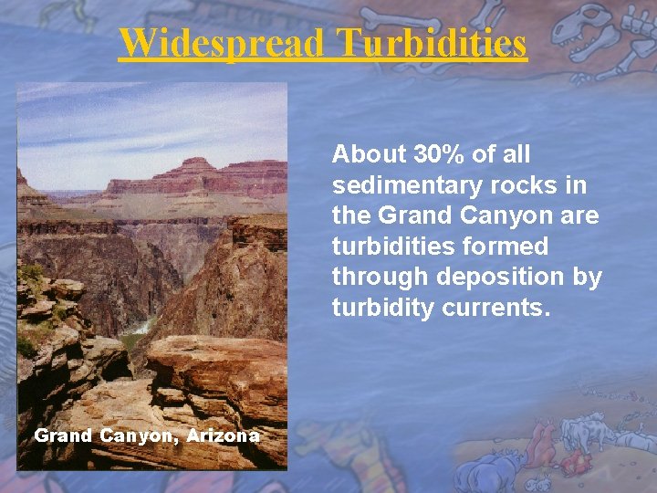 Widespread Turbidities About 30% of all sedimentary rocks in the Grand Canyon are turbidities