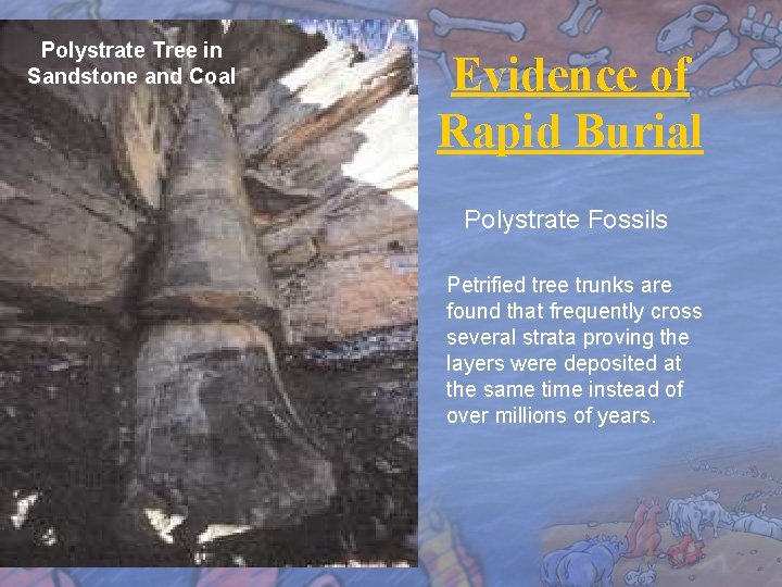 Polystrate Tree in Sandstone and Coal Evidence of Rapid Burial Polystrate Fossils Petrified tree