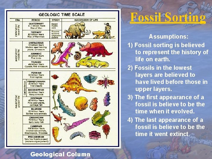 Fossil Sorting Assumptions: 1) Fossil sorting is believed to represent the history of life