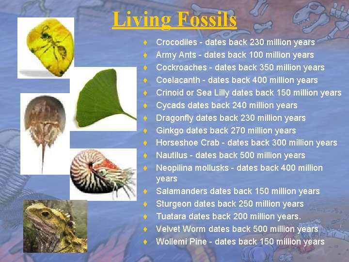 Living Fossils ♦ ♦ ♦ ♦ Crocodiles - dates back 230 million years Army