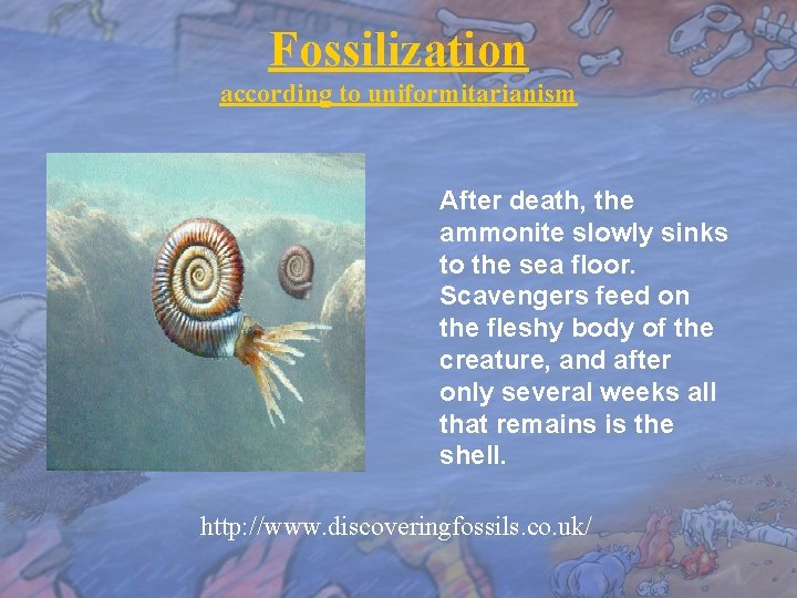 Fossilization according to uniformitarianism After death, the ammonite slowly sinks to the sea floor.