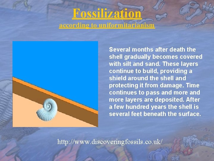 Fossilization according to uniformitarianism Several months after death the shell gradually becomes covered with