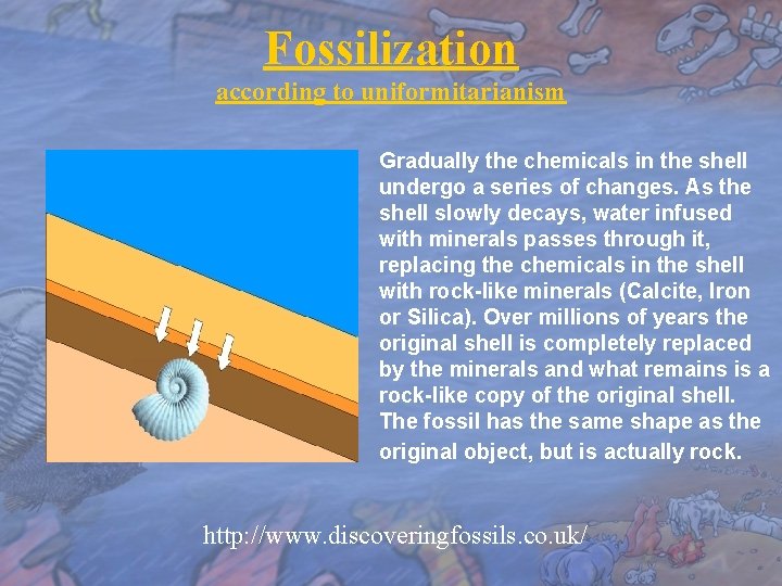 Fossilization according to uniformitarianism Gradually the chemicals in the shell undergo a series of