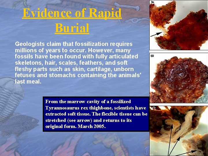 Evidence of Rapid Burial Geologists claim that fossilization requires millions of years to occur.