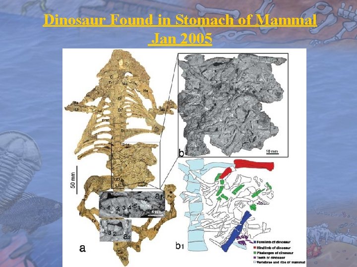 Dinosaur Found in Stomach of Mammal Jan 2005 