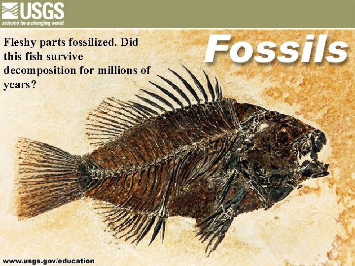 Fossil Fish Fleshy parts fossilized. Did this fish survive decomposition for millions of years?