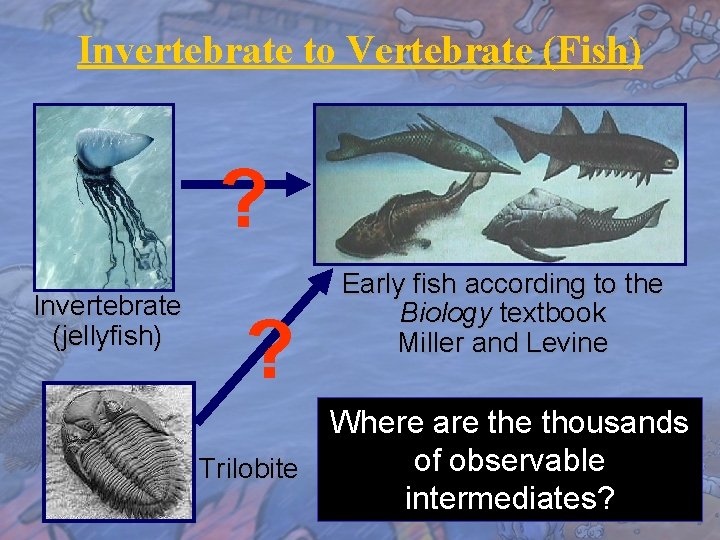 Invertebrate to Vertebrate (Fish) ? Invertebrate (jellyfish) ? Early fish according to the Biology