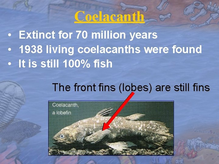 Coelacanth • Extinct for 70 million years • 1938 living coelacanths were found •