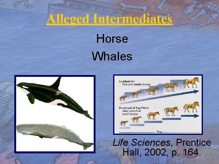 Alleged Intermediates Horse Whales Life Sciences, Prentice Hall, 2002, p. 164. 