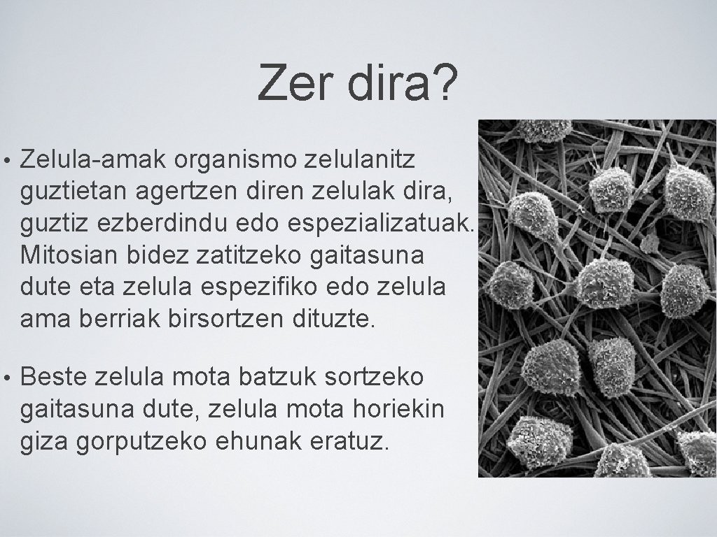 Zer dira? • Zelula-amak organismo zelulanitz guztietan agertzen diren zelulak dira, guztiz ezberdindu edo