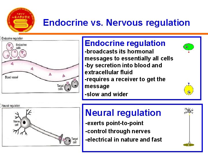 Endocrine vs. Nervous regulation Endocrine regulation -broadcasts its hormonal messages to essentially all cells