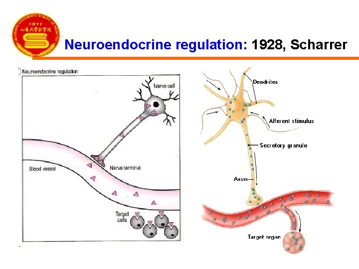 Neuroendocrine regulation: 1928, Scharrer 