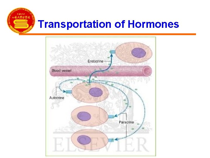 Transportation of Hormones 