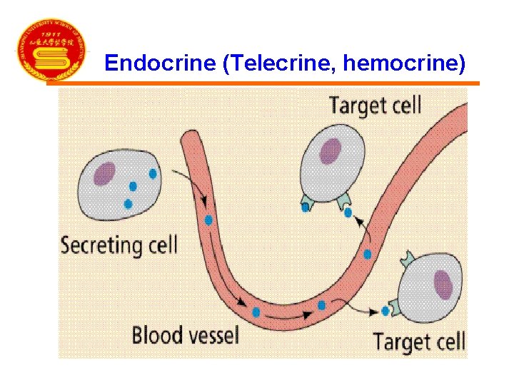 Endocrine (Telecrine, hemocrine) 