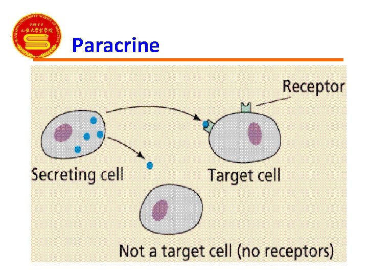 Paracrine 