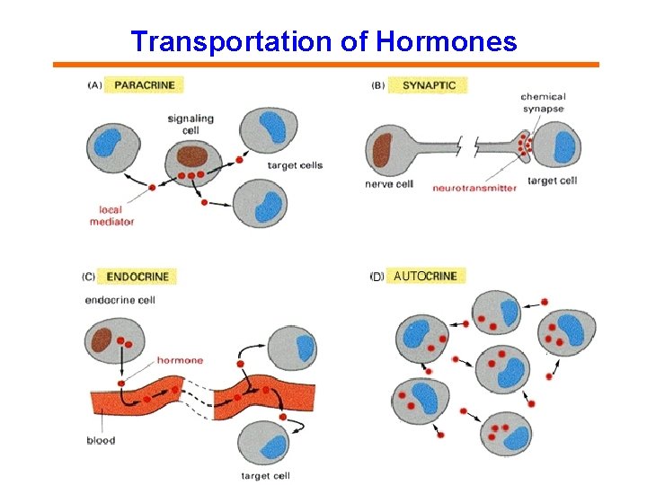 Transportation of Hormones 