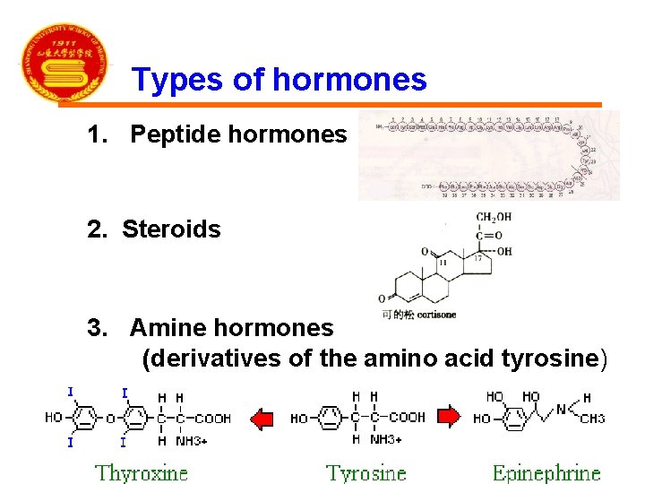 Types of hormones 1. Peptide hormones 2. Steroids 3. Amine hormones (derivatives of the