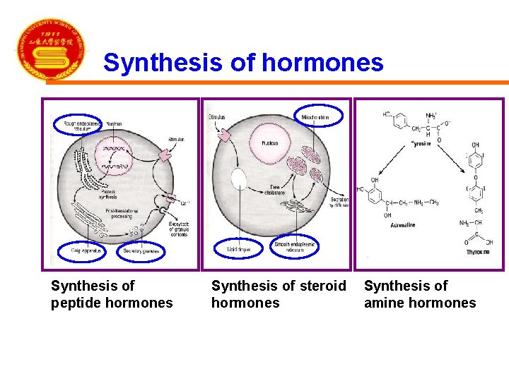 Synthesis of hormones Synthesis of peptide hormones Synthesis of steroid hormones Synthesis of amine