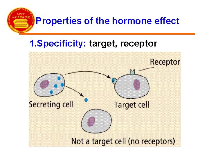 Properties of the hormone effect 1. Specificity: target, receptor 