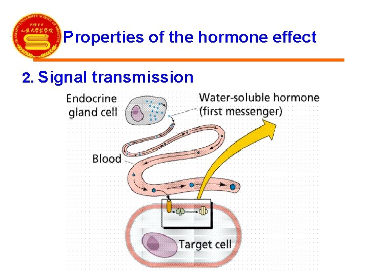 Properties of the hormone effect 2. Signal transmission 