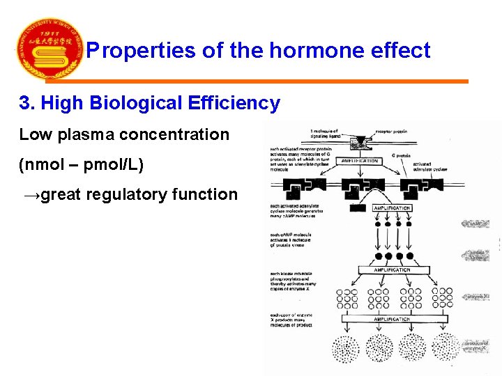 Properties of the hormone effect 3. High Biological Efficiency Low plasma concentration (nmol –