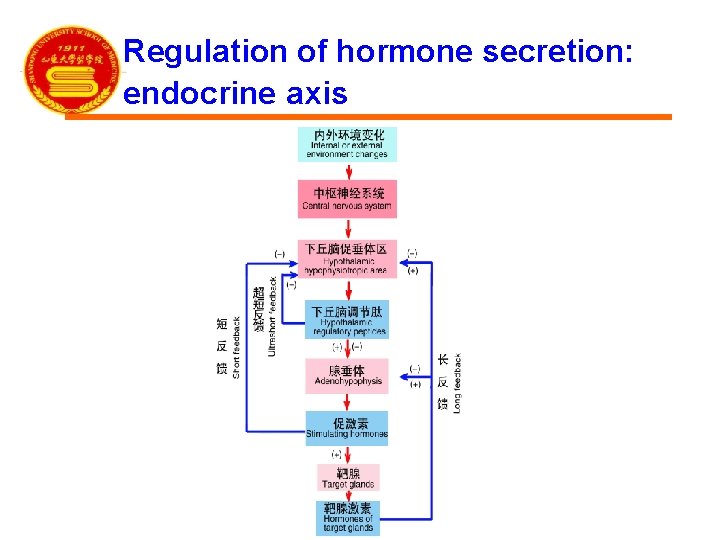 Regulation of hormone secretion: endocrine axis 