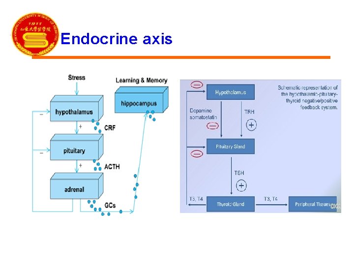 Endocrine axis 