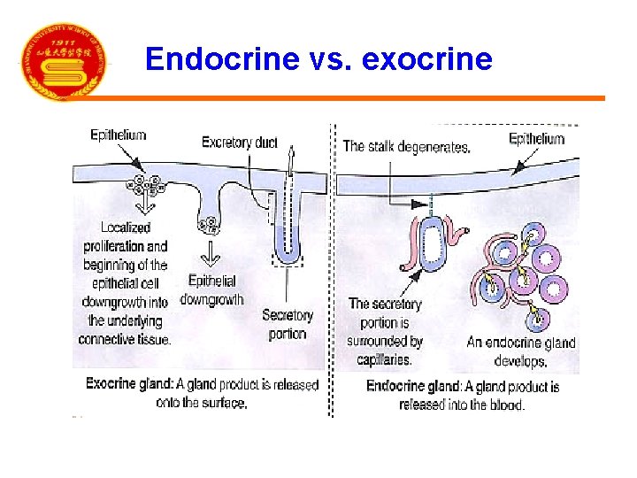 Endocrine vs. exocrine 