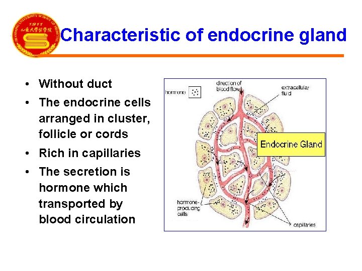 Characteristic of endocrine gland • Without duct • The endocrine cells arranged in cluster,