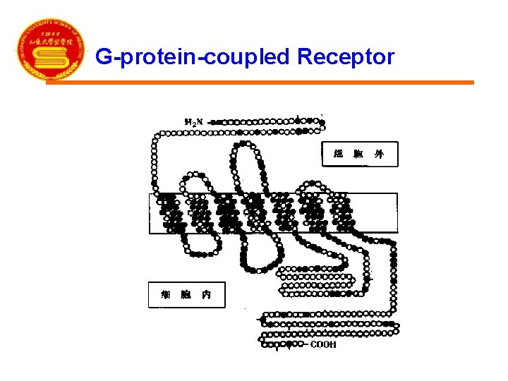 G-protein-coupled Receptor 