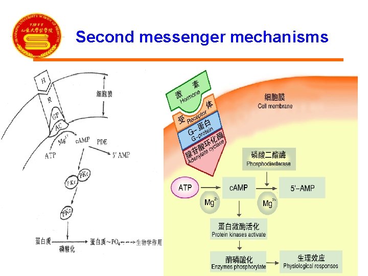 Second messenger mechanisms 