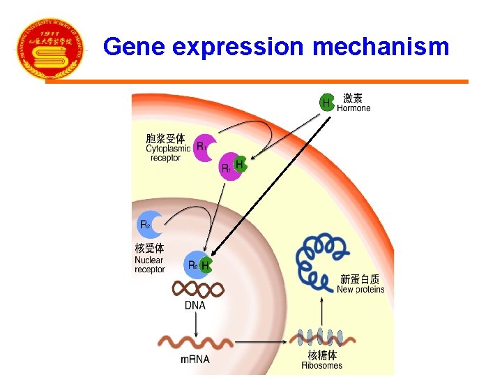 Gene expression mechanism 