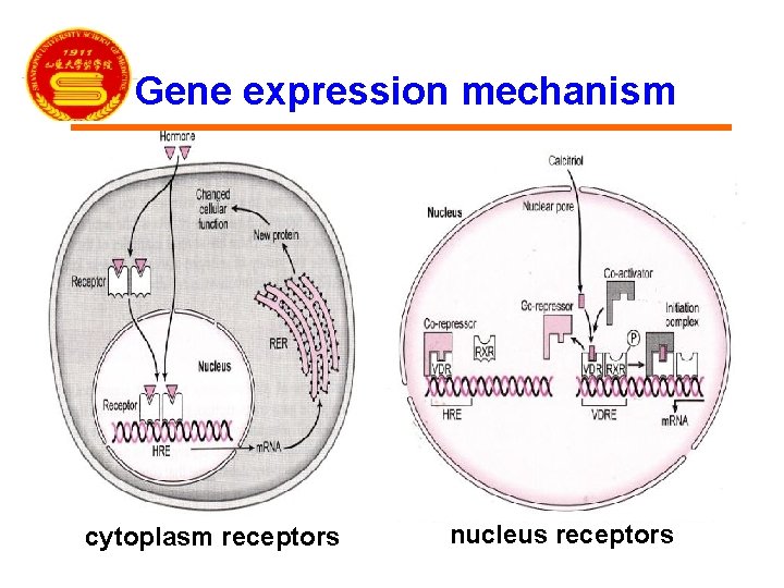 Gene expression mechanism cytoplasm receptors nucleus receptors 
