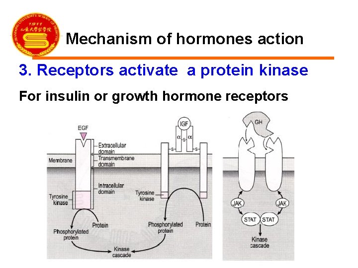 Mechanism of hormones action 3. Receptors activate a protein kinase For insulin or growth