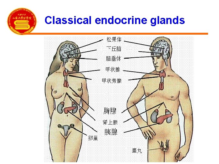 Classical endocrine glands 