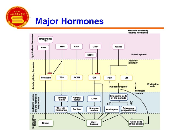 Major Hormones 