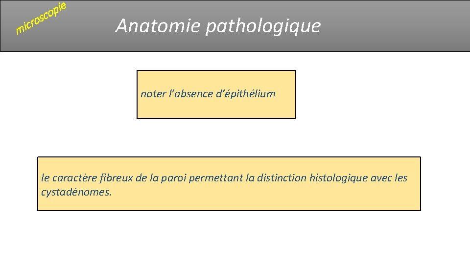 e r c i m i p o osc Anatomie pathologique noter l’absence d’épithélium