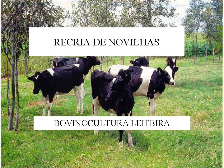 RECRIA DE NOVILHAS BOVINOCULTURA LEITEIRA 