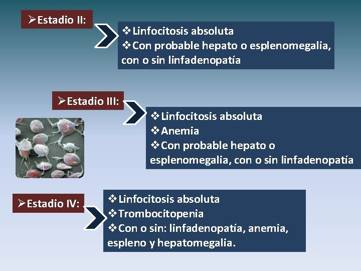 ØEstadio II: v. Linfocitosis absoluta v. Con probable hepato o esplenomegalia, con o sin