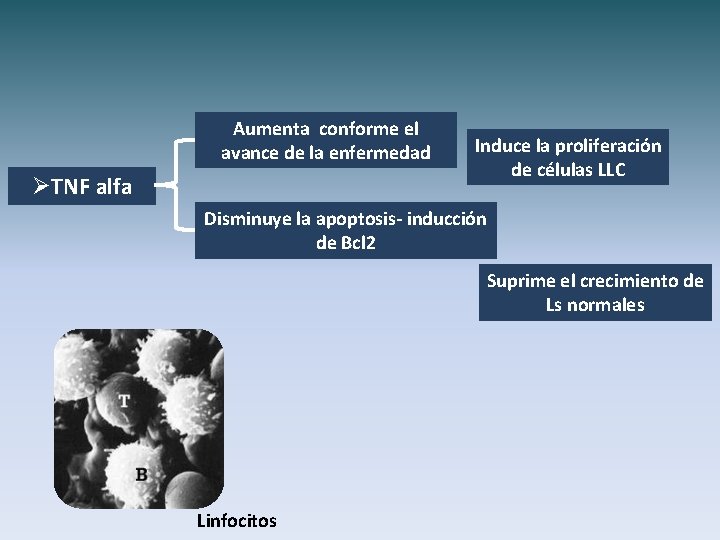 Aumenta conforme el avance de la enfermedad ØTNF alfa Induce la proliferación de células