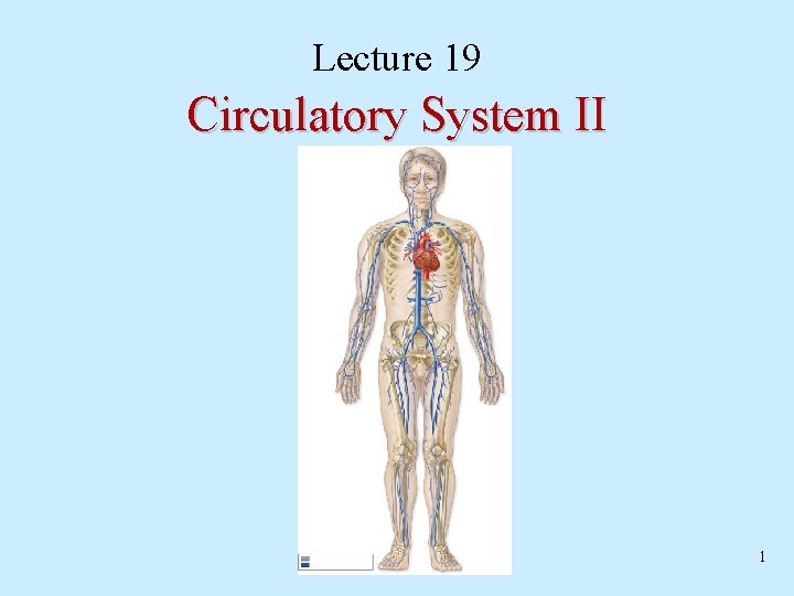 Lecture 19 Circulatory System II 1 