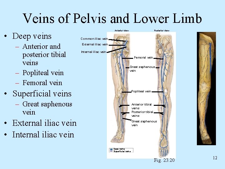 Veins of Pelvis and Lower Limb • Deep veins – Anterior and posterior tibial