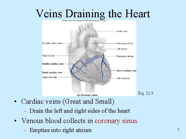 Veins Draining the Heart Fig. 22. 9 • Cardiac veins (Great and Small) –