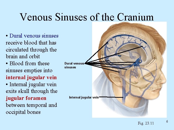 Venous Sinuses of the Cranium • Dural venous sinuses receive blood that has circulated
