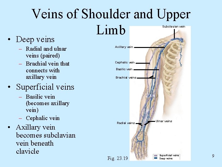 Veins of Shoulder and Upper Limb Subclavian vein • Deep veins – Radial and