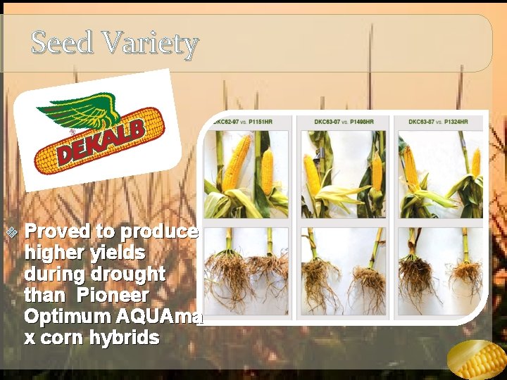 Seed Variety v Proved to produce higher yields during drought than Pioneer Optimum AQUAma