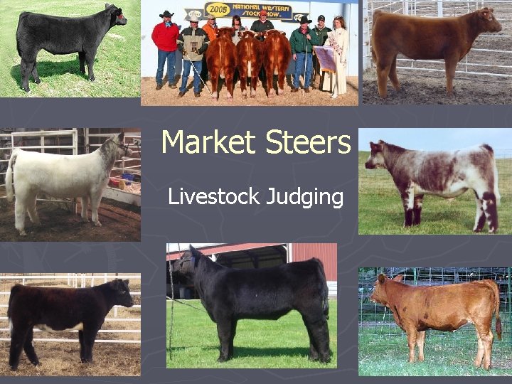 Market Steers Livestock Judging 