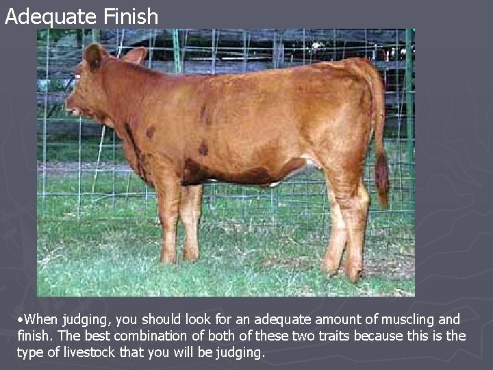 Adequate Finish • When judging, you should look for an adequate amount of muscling