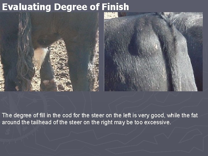 Evaluating Degree of Finish The degree of fill in the cod for the steer